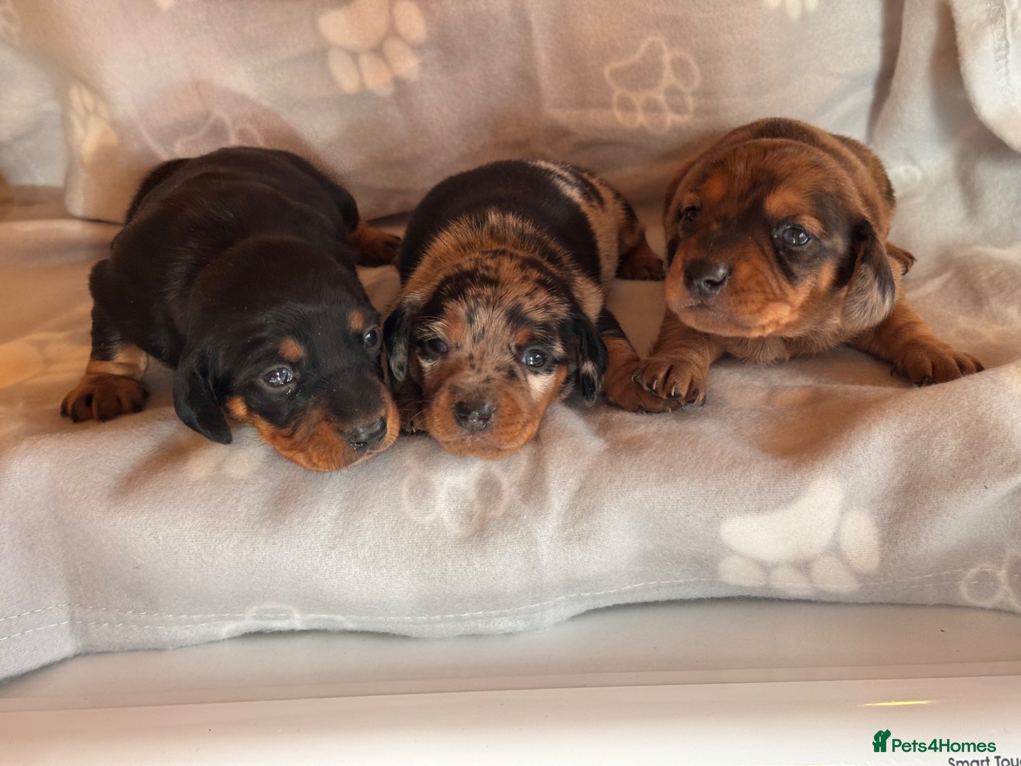Miniature Dachshund dogs for sale: Stunning litter of mini dachshund puppies  - Advert 8