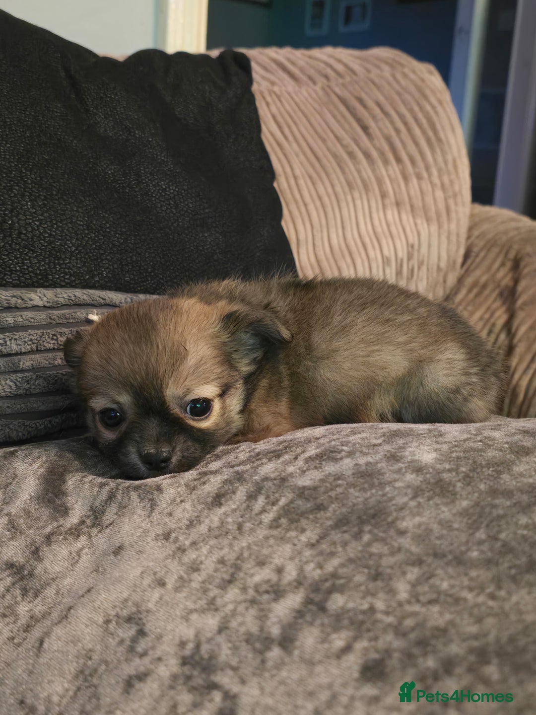 Chihuahua dogs for sale: Teacup Chihuahua looking for its forever home. - Image 3