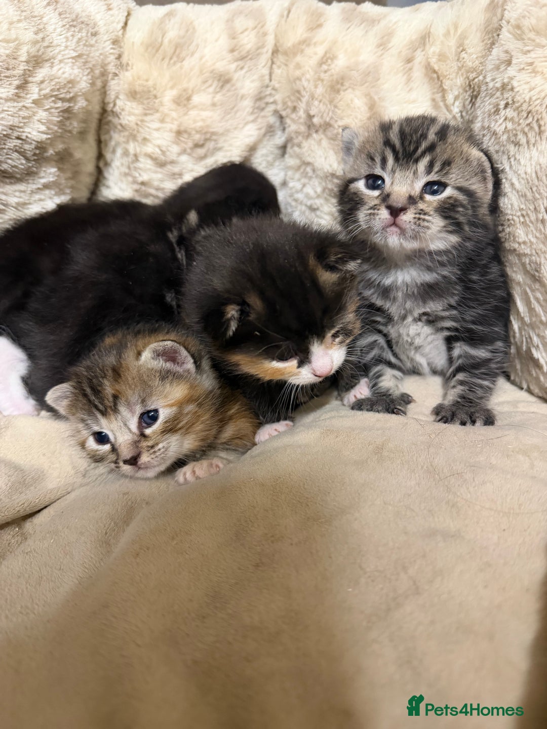 British Shorthair cats for sale: Adorable Kittens, Will be Ready from 22 December! - Advert 3