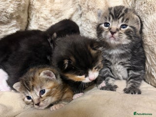 British Shorthair cats Marble/Tabby Kittens, Ready from 22 December! - Advert 3