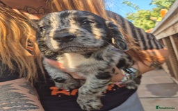 Cocker Spaniel dogs for sale: Merle, red and black cocker pups - Image 1