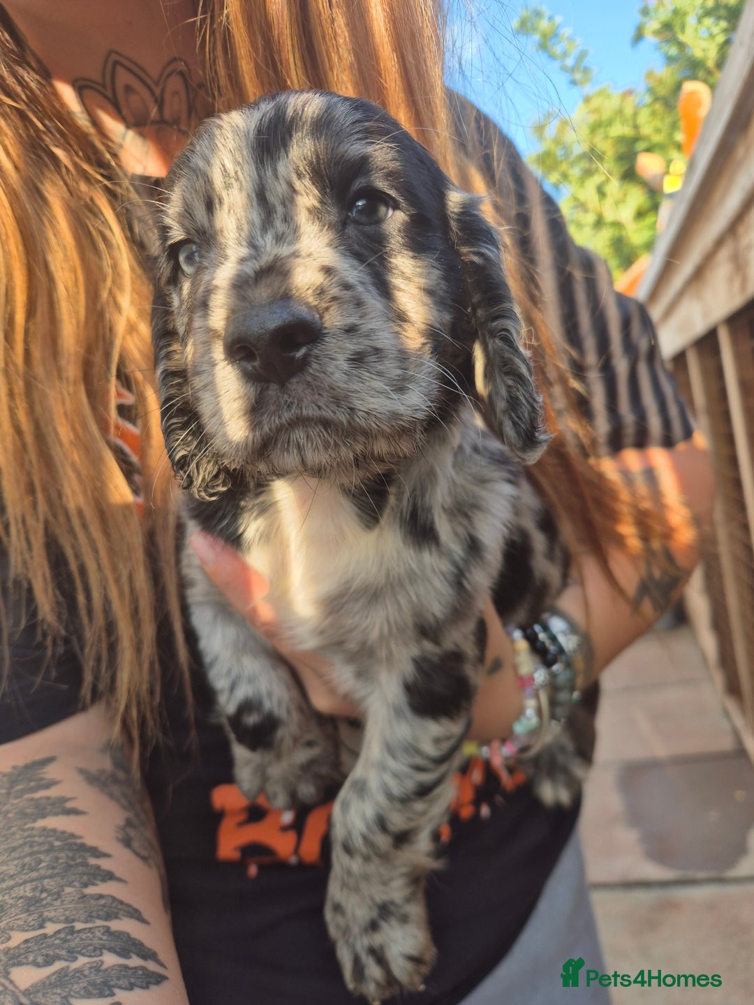 Cocker Spaniel dogs for sale: Merle, red and black cocker pups - Image 1