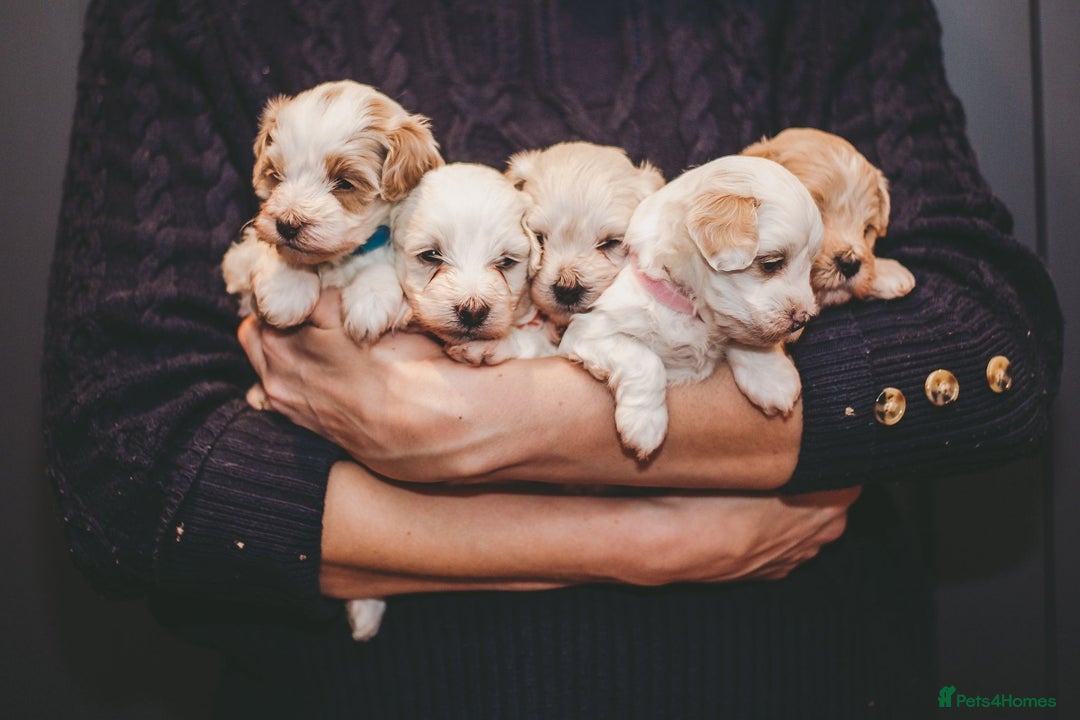 Maltipoo dogs for sale: BEST IN CLASS - F2 MALTIPOO PUPPIES - Advert 3
