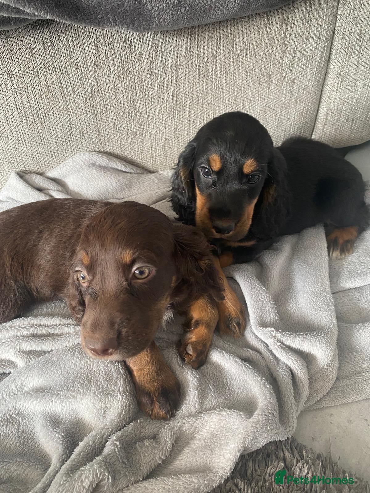 Cocker Spaniel dogs 4Girls 2Boys Cockerspaniel puppy’s for sale - Advert 1