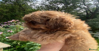 Shih Tzu dogs - Advert 8