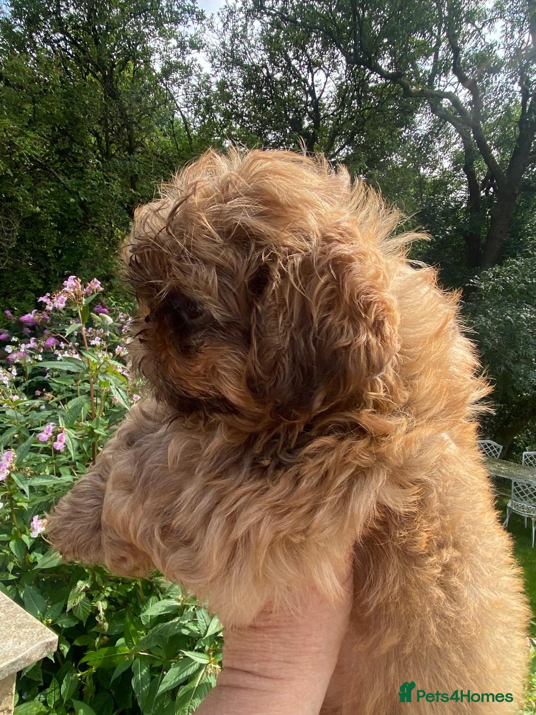 Shih Tzu dogs for sale: Beautiful karashishi shih tzu puppies  - Image 2