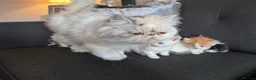 Perdoll cats for sale: Persian x Ragdoll kitten  - Advert 22