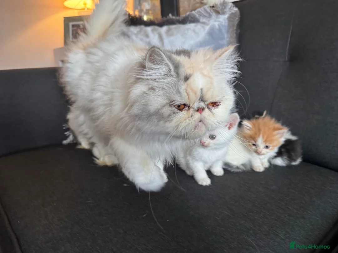 Perdoll cats for sale: Persian x Ragdoll kitten  - Advert 22