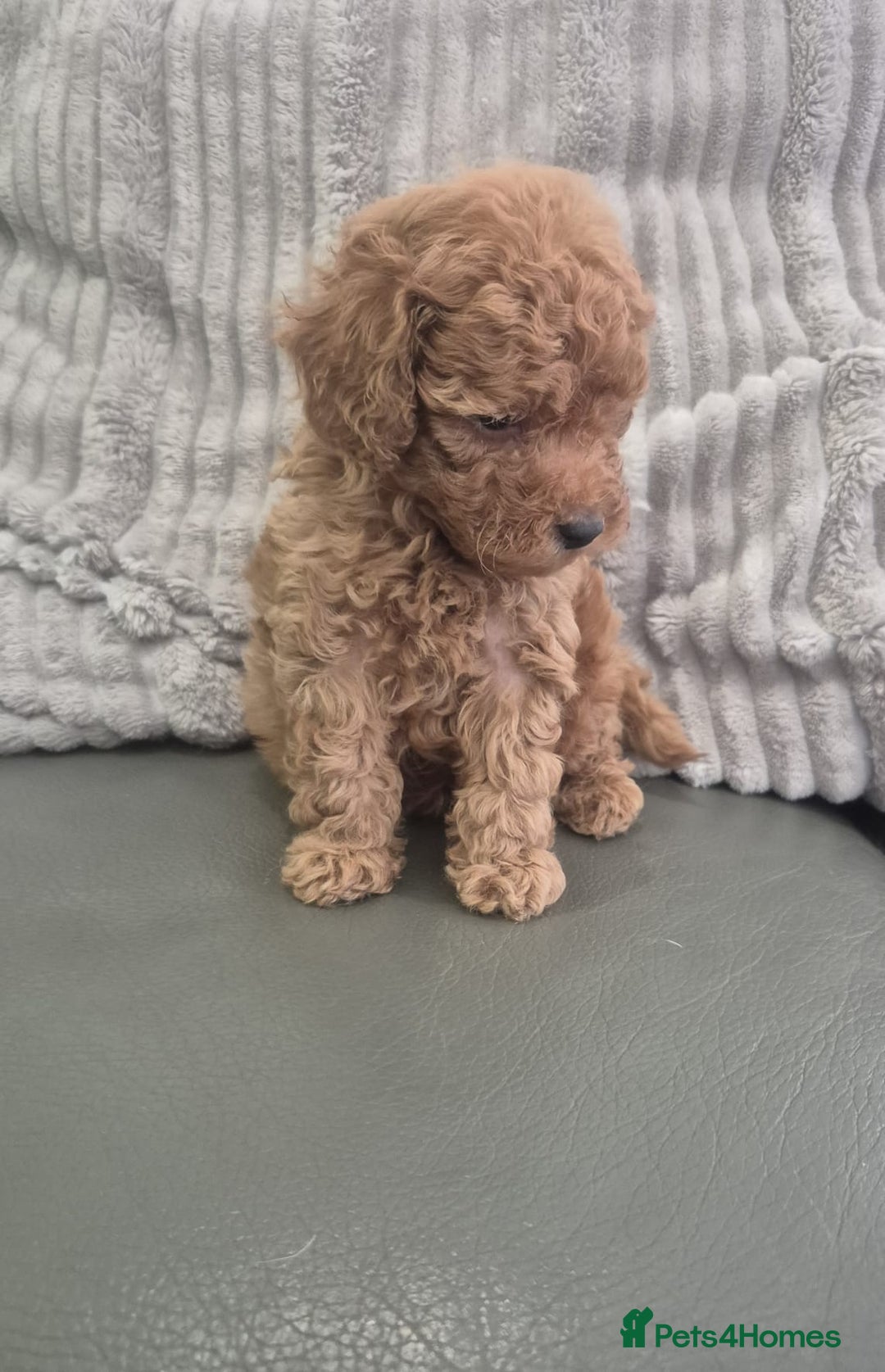 Miniature Poodle dogs for sale: KC Fox Red Miniature Poodle Boys - Image 8