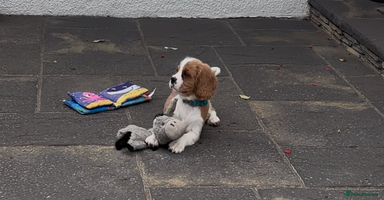 Cavalier King Charles Spaniel dogs - Advert 2