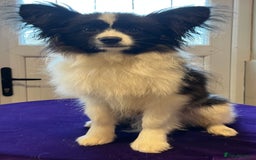 Papillon dogs for sale: Big and Beautiful  - Image 8