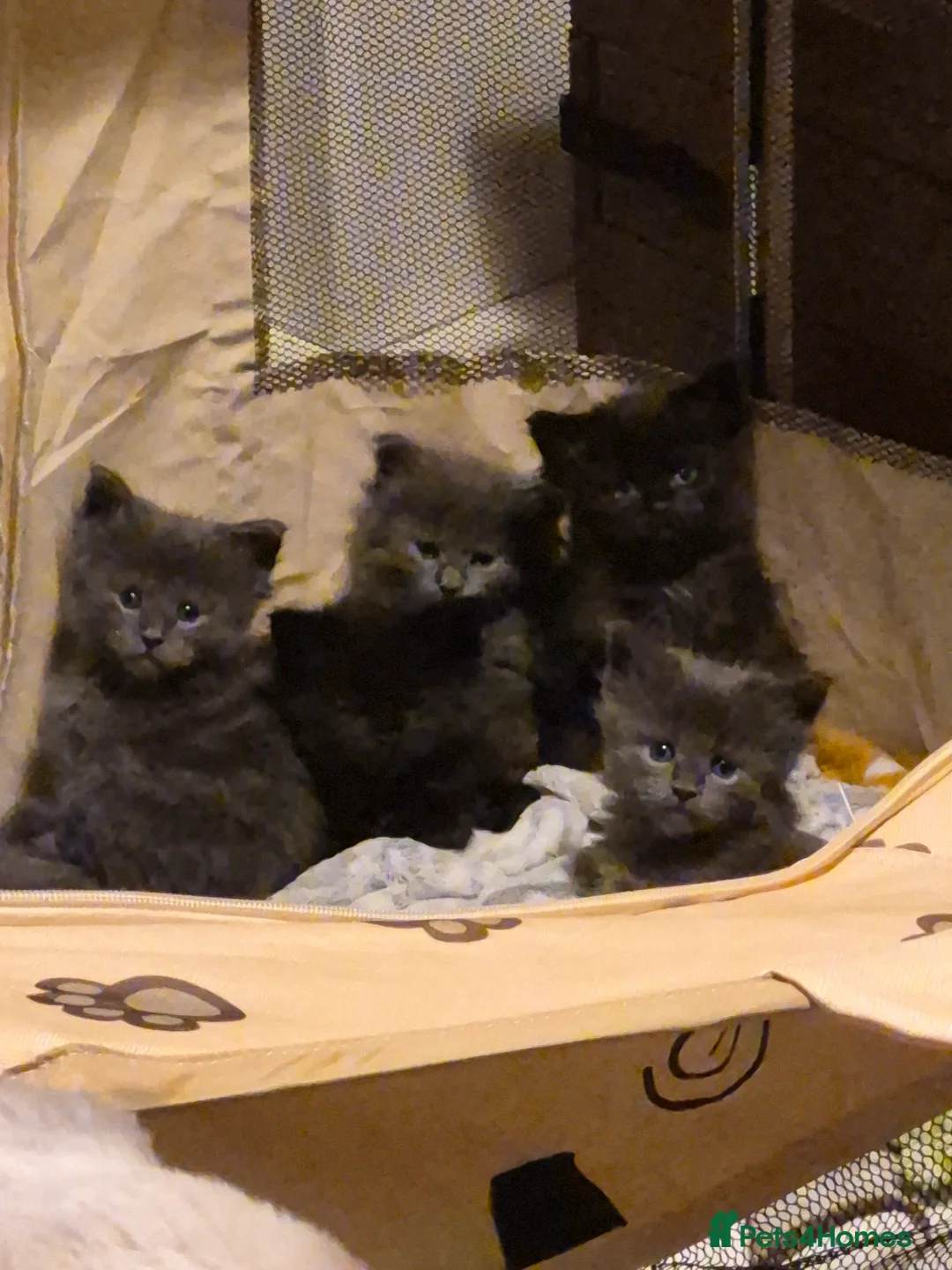 Maine Coon cats for sale: Mainecoon kittens in Plymouth - Advert 7