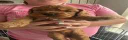 Cockapoo dogs for sale: Fb1 cockapoo puppies in Durham - Advert 15