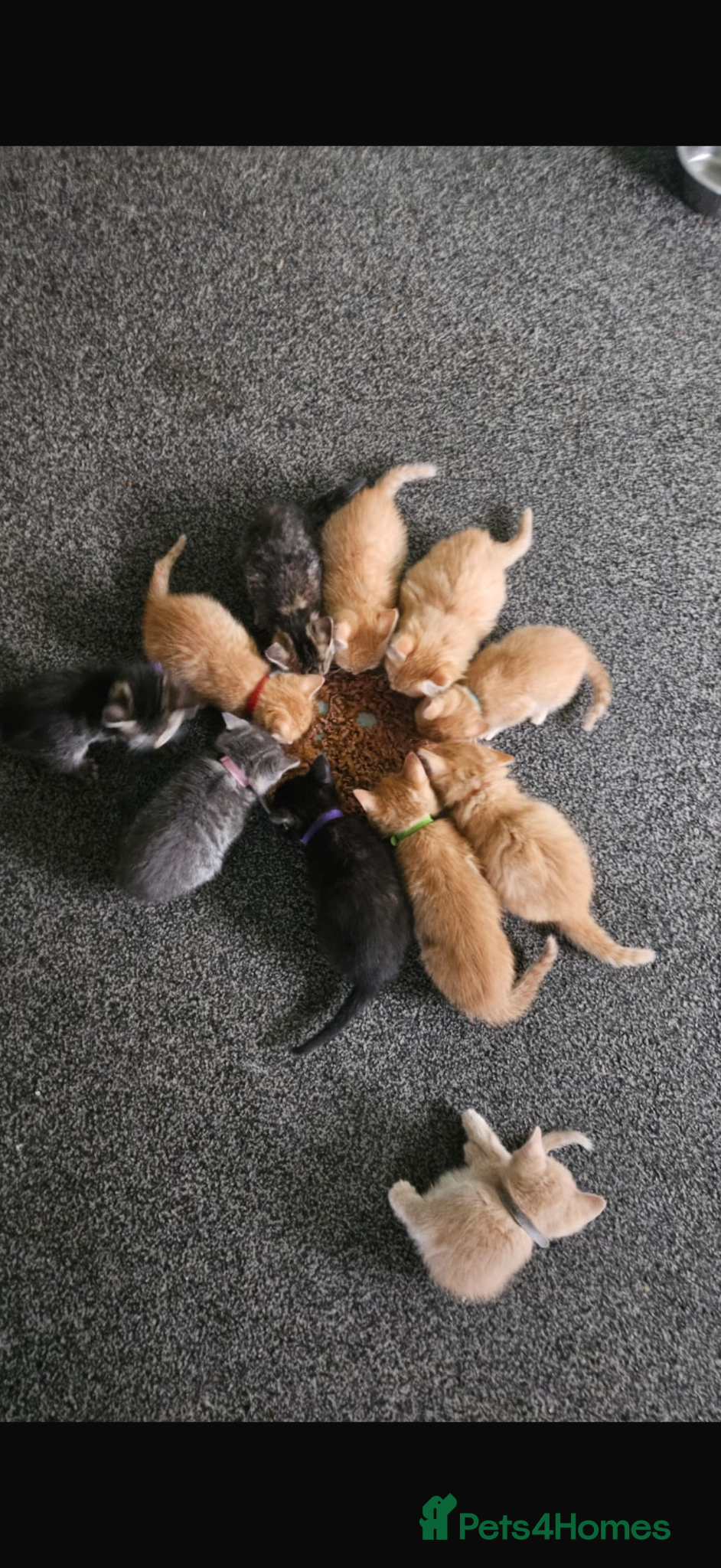 Mixed Breed cats Adorable Kittens Looking for Their Forever Homes - Advert 3