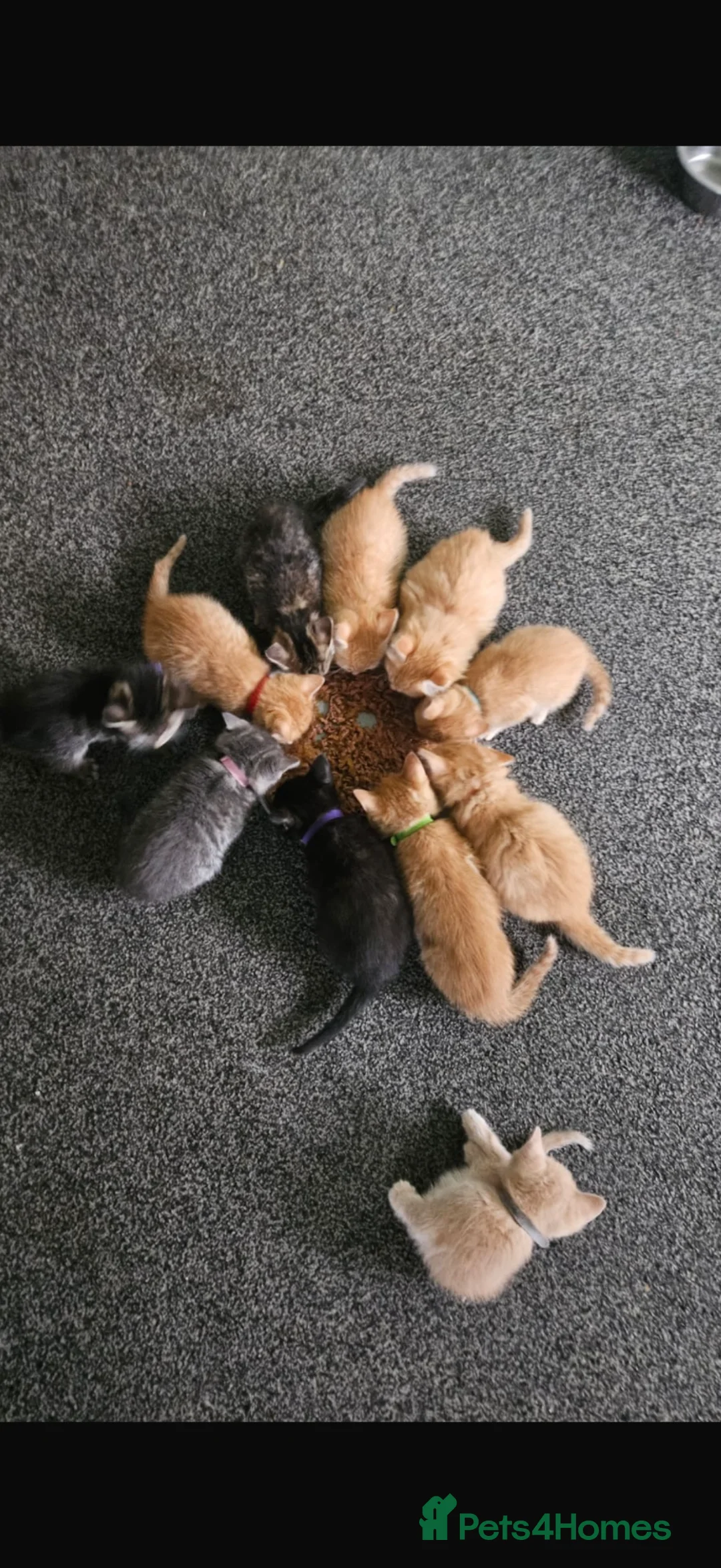 Mixed Breed cats for sale: Adorable Kittens Looking for Their Forever Homes - Advert 1