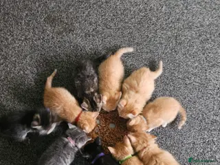 Mixed Breed cats Adorable Kittens Looking for Their Forever Homes - Advert 8