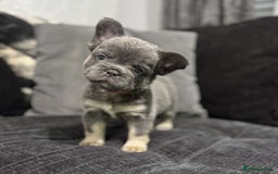 French Bulldog dogs for sale: High Quality French Bulldog Puppies  - Image 13