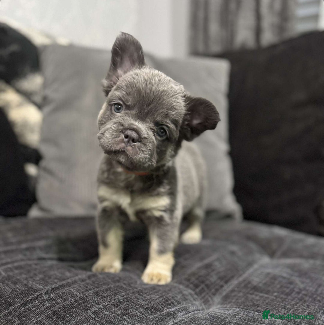 French Bulldog dogs for sale: High Quality French Bulldog Puppies  - Image 13