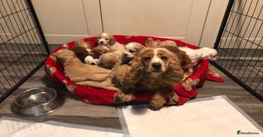 Cockapoo dogs BEAUTIFUL HEALTH CLEAR F1 COCKAPOOS - Advert 6