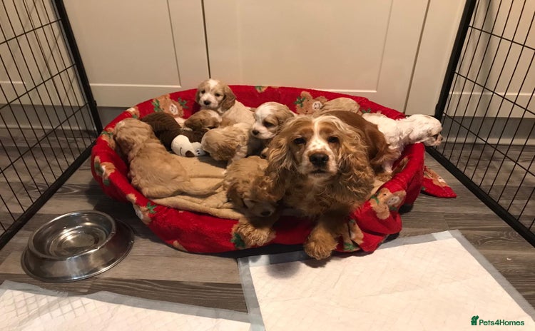 Cockapoo dogs BEAUTIFUL HEALTH CLEAR F1 COCKAPOOS - Advert 1