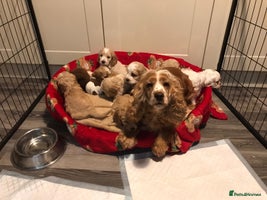 Cockapoo dogs BEAUTIFUL HEALTH CLEAR F1 COCKAPOOS - Advert 4