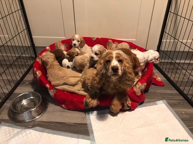 Cockapoo dogs BEAUTIFUL HEALTH CLEAR F1 COCKAPOOS - Advert 1