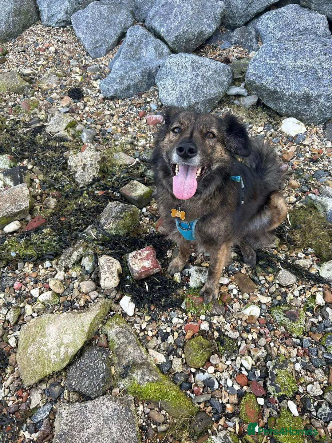 Mixed Breed dogs for adoption: Meet Lenny, currently residing in Southsea in Southsea - Advert 3