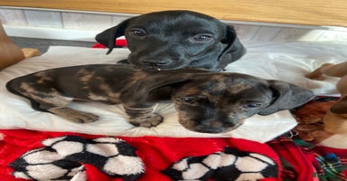 Mixed Breed dogs - Advert 9