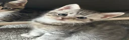 Mixed Breed cats for sale: Persian Cross Kittens 🐾🩵🩵🩵🩷 - Advert 15