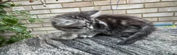 Maine Coon cats for sale: Maine Coon Bengal Cross Kittens - Advert 17