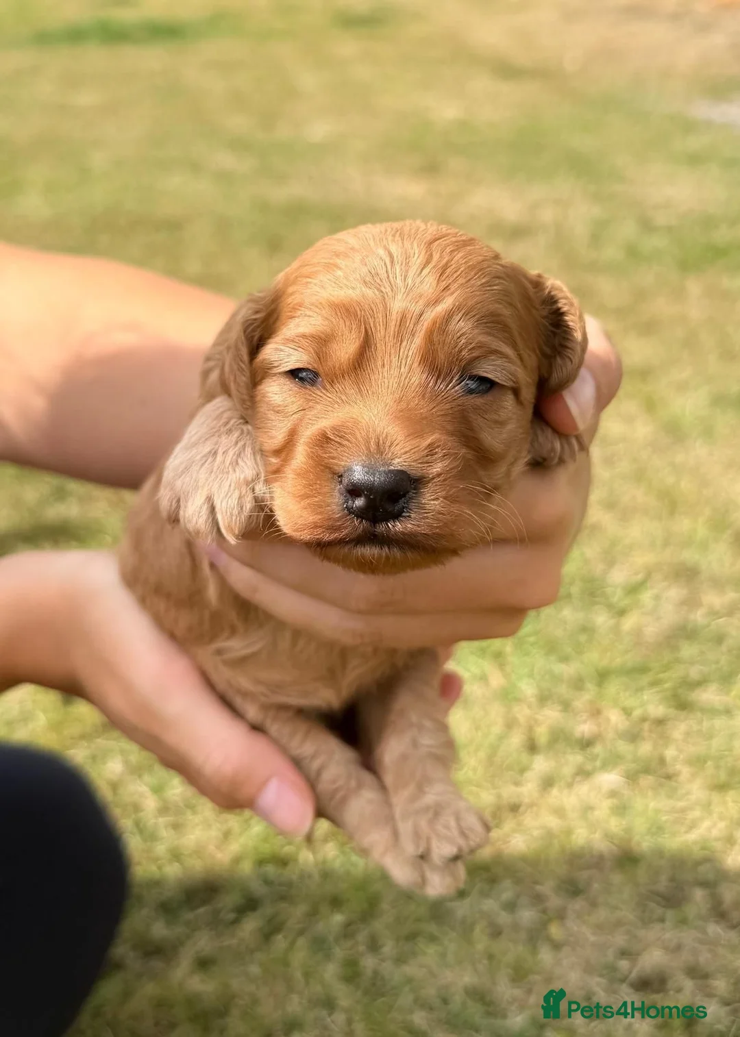 Cockapoo dogs for sale: Cockapoo Pups F1 - Advert 5