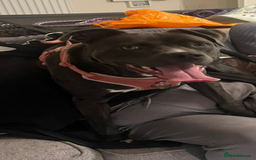 Mixed Breed dogs for sale: Rehoming of our Cane Corso/Staffie - Image 3