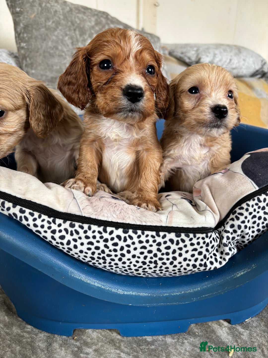 Cockapoo dogs for sale: Stunning cockapoos  - Image 7