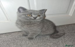 British Shorthair cats for sale: 3 beautiful bsh female kittens available  - Image 1