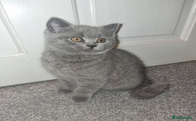 British Shorthair cats - Advert 4