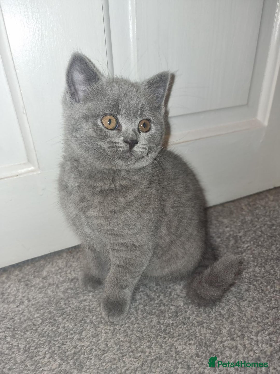 British Shorthair cats for sale: 3 beautiful bsh female kittens available  - Image 1