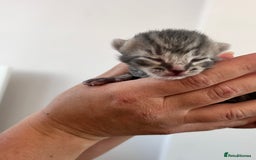 Domestic Shorthair cats for sale: 5 adorable kittens - Image 4