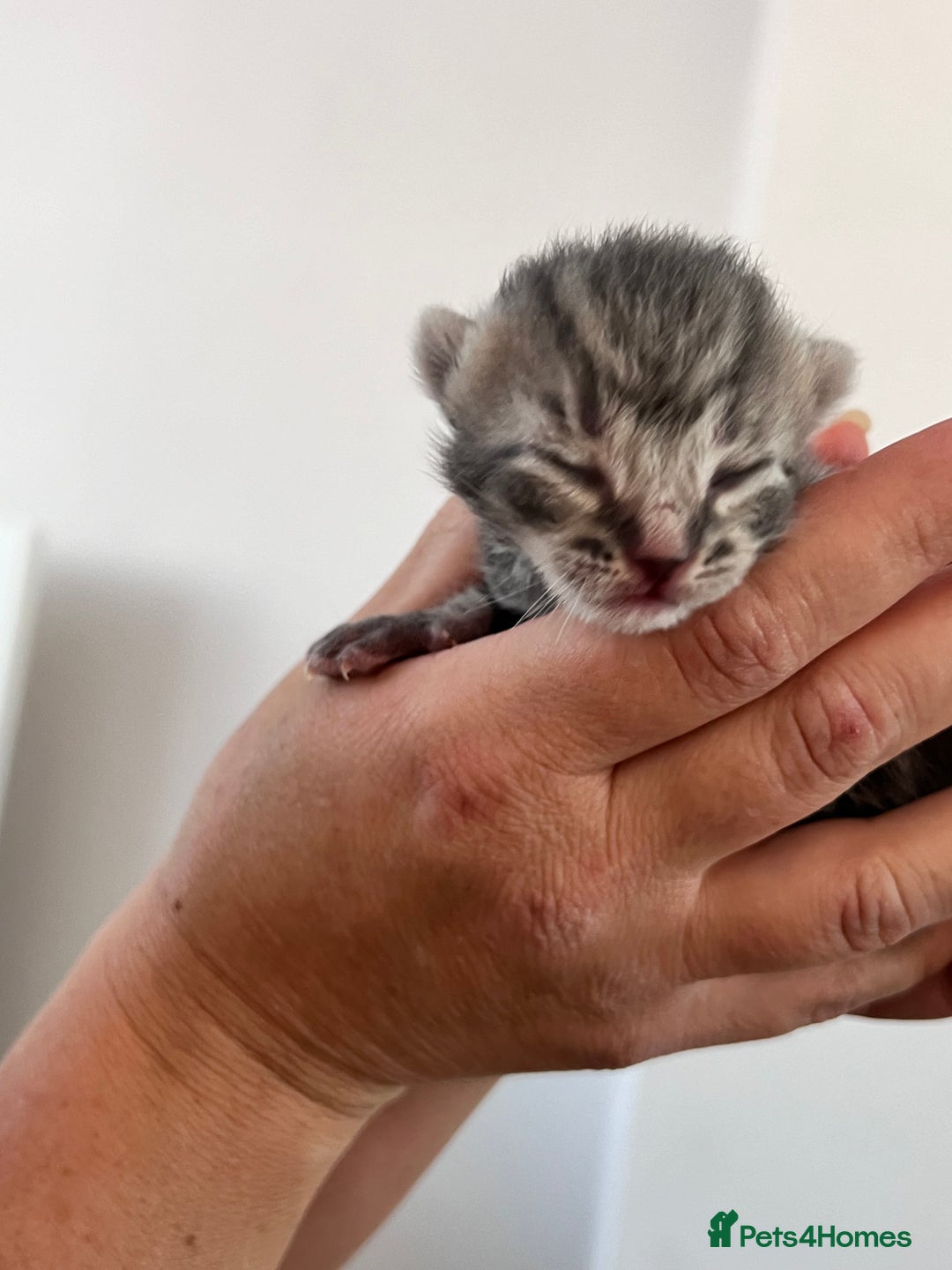 Domestic Shorthair cats for sale: 5 adorable kittens - Image 4