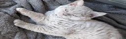 Selkirk Rex cats for sale: 😻 Stunning Selkirk Rex Kittens 😻 - Advert 2