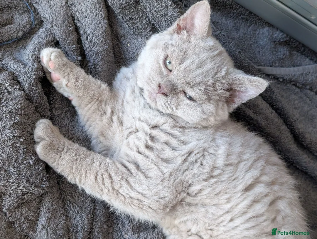 Selkirk Rex cats for sale: 😻 Stunning Selkirk Rex Kittens 😻 - Advert 2