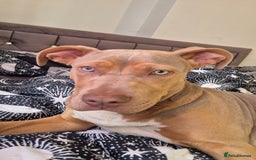 Mixed Breed dogs for sale: Mixed breed - Image 5