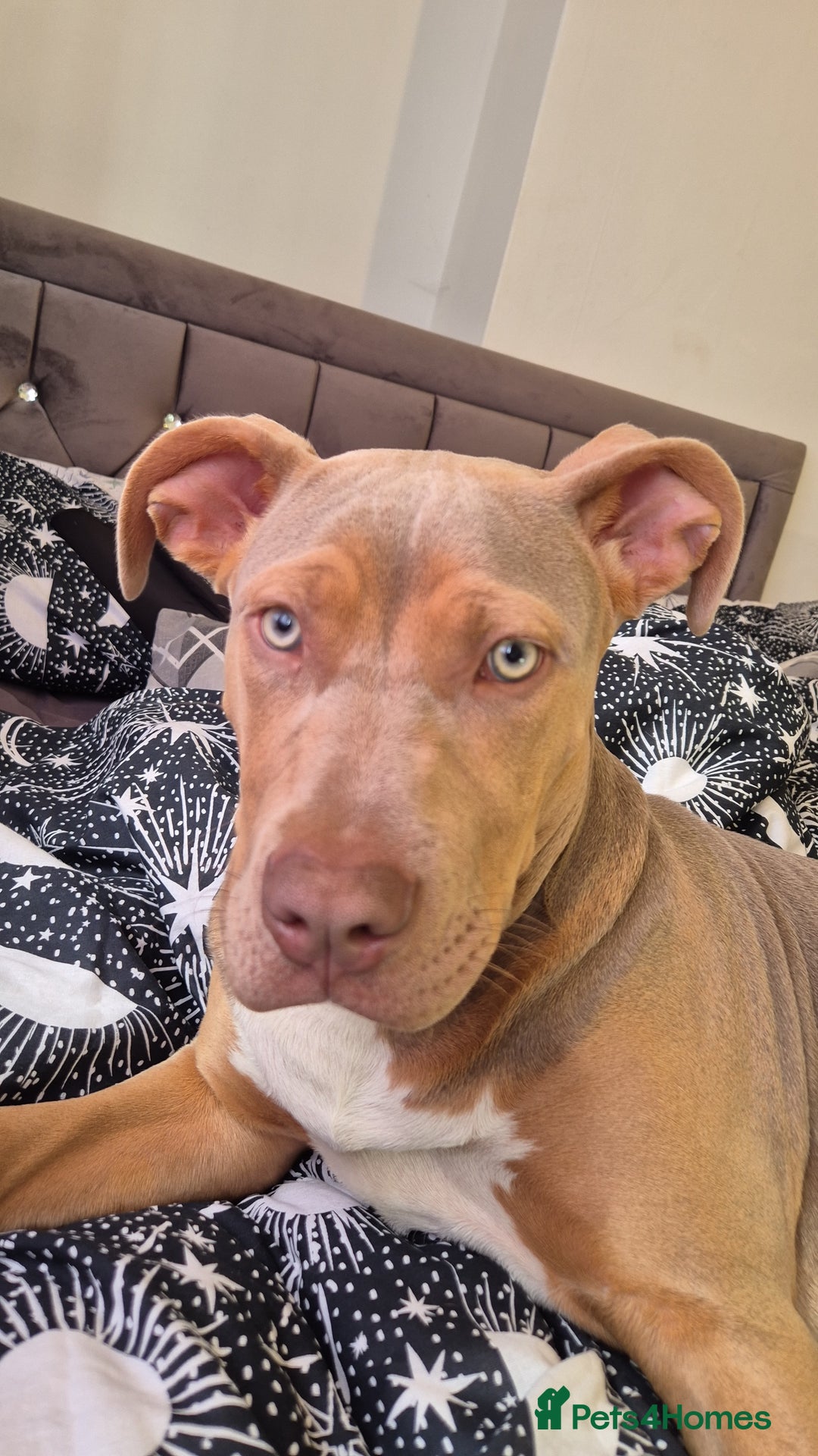 Mixed Breed dogs for sale: Mixed breed - Image 5
