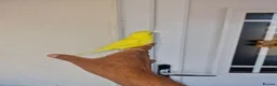 Budgerigars birds for sale: Super silly hand tamed baby budgies  - Advert 27