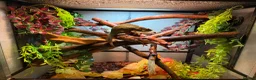 Chameleon reptiles for sale: Nosy B Cameleon - Advert 14