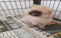 Pomeranian dogs for sale: Pomeranian puppies Ready Now. 1 white Male LEFT!! - Image 17