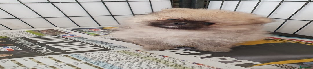 Pomeranian Puppy 3