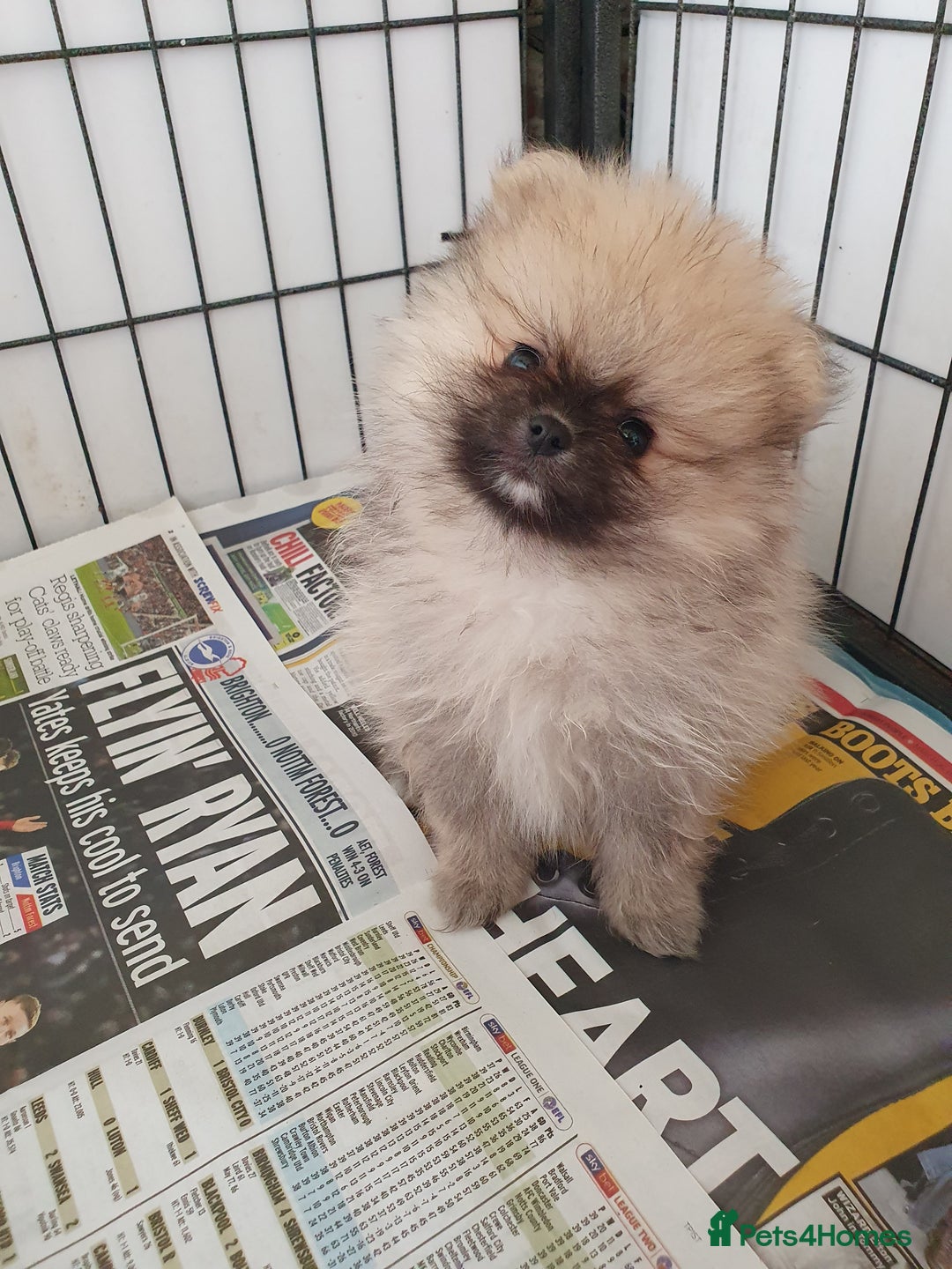 Pomeranian dogs for sale: Pomeranian puppies Ready Now. 1 white Male LEFT!! - Image 17