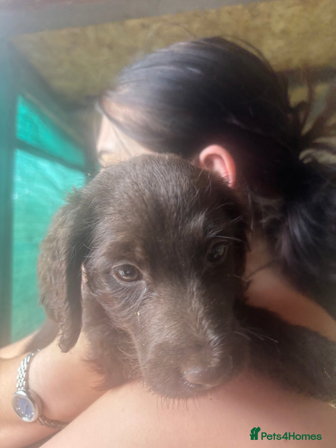 Labradoodle dogs for sale: Labradoodle  - Advert 3