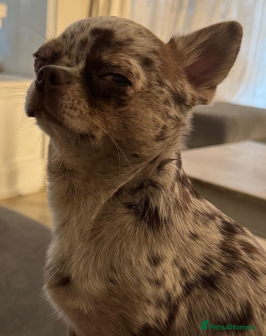 Chihuahua dogs for stud: Beautiful Merle Chihuahua available for stud 🐾 - Image 6