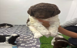 Bernedoodle dogs for sale: F1b St Berdoodle pups born 18/09 - Image 23